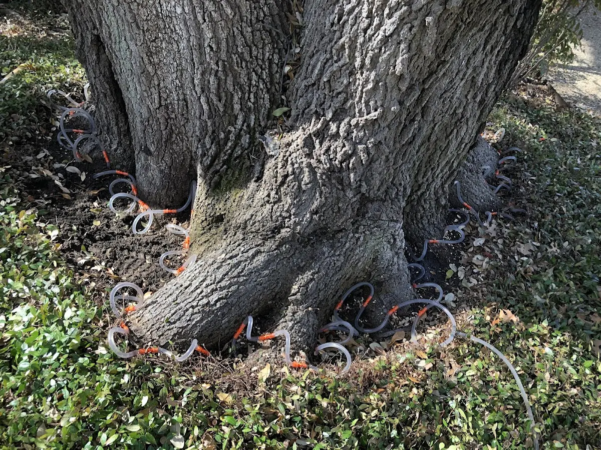 Detailed Tree Cabling and Bracing job site in Bullville