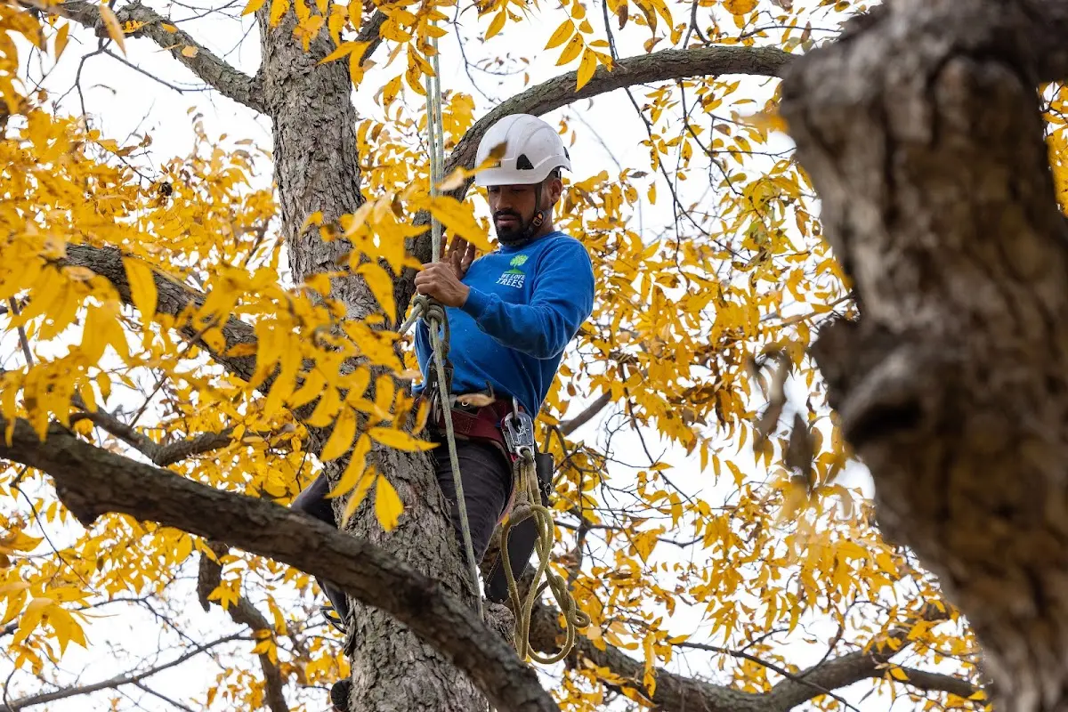 Skilled Tree Trimming crew working in Bullville